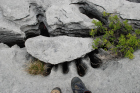 Sheshymore Limestone with classic kharstified exposures of the disolving fracture margins, Grikes, of tabular blocks of limestone pavement, Clints. Widened driven by post glacial disolution (McNamara, & Hennessy, 2010). Variscan folding initiated the fractures (Coller, 1984).